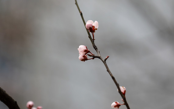 唯美樱花