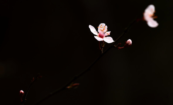 唯美樱花