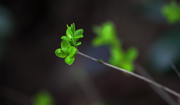 春天的嫩芽