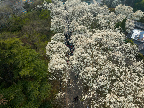 航拍济南百花公园玉兰花大道