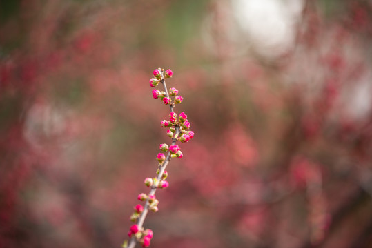 桃花