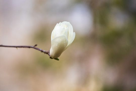 玉兰花