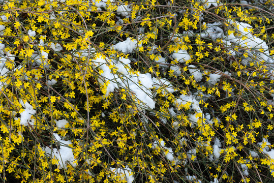 雪中迎春花