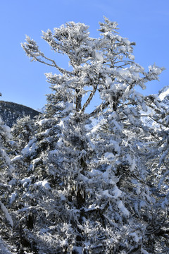 树上积雪