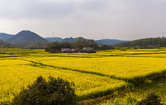 油菜花