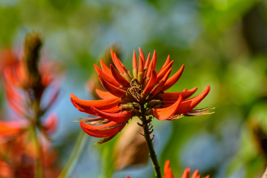 刺桐花