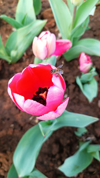 红色郁金香蜜蜂