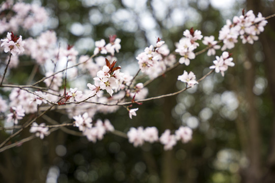 桃花