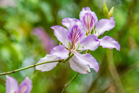 紫荆花