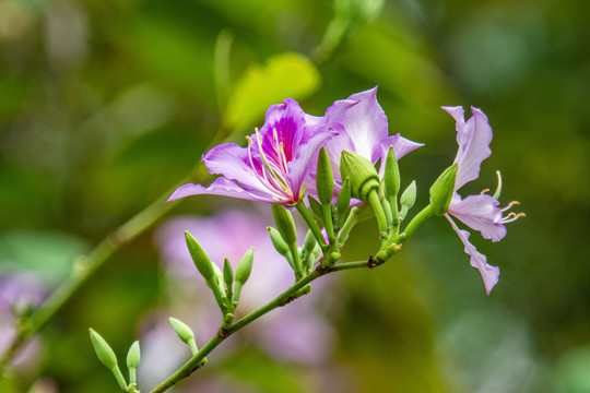 花枝俏