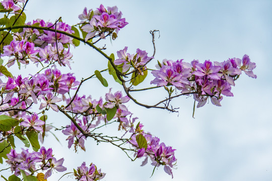 花枝俏