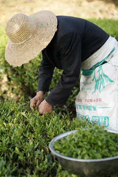 茶农采茶