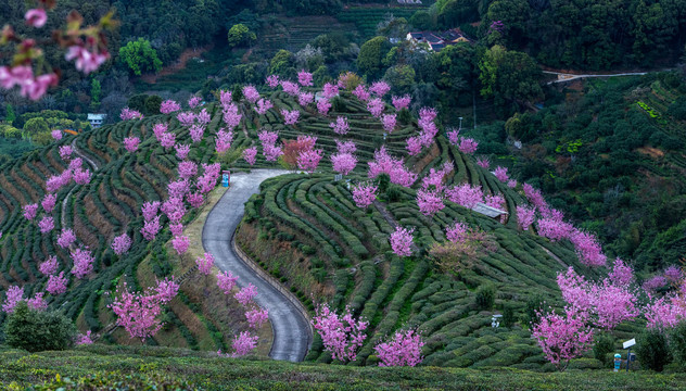 樱花