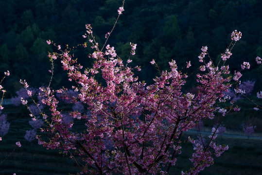 樱花