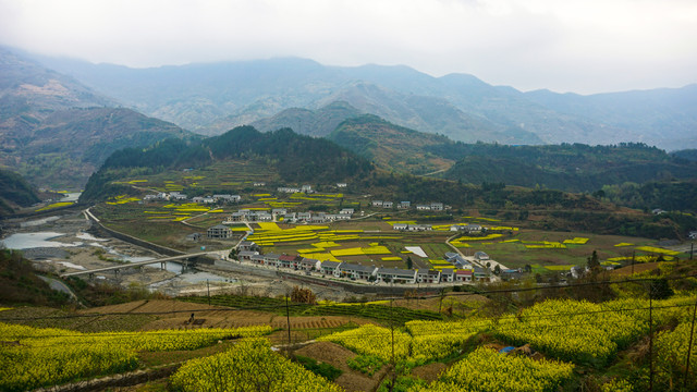 汇湾油菜花