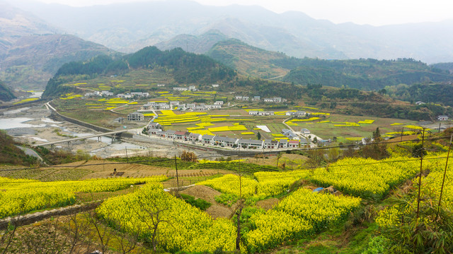 汇湾油菜基地