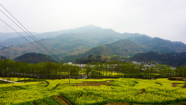 汇湾油菜