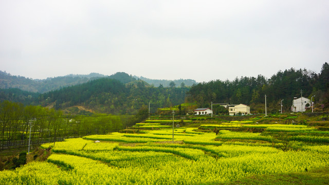 汇湾油菜五