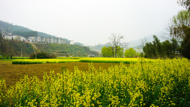 汇湾田野