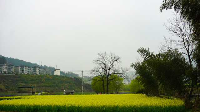 汇湾油菜地