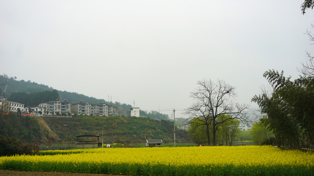 汇湾田间