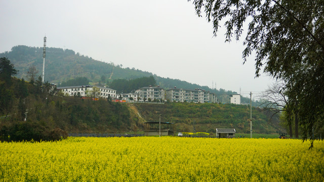 汇湾乡村风光