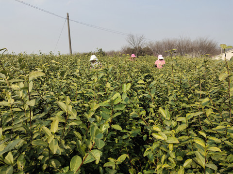 茶农采茶