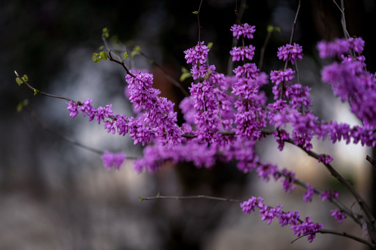 美丽的裸枝树花