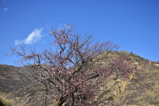 野杏春色