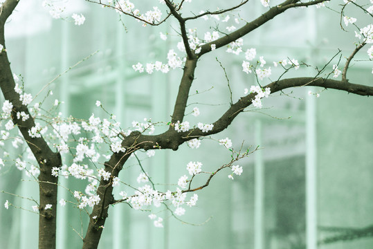 春天白色樱花花开樱花大道