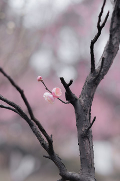 春天一支粉色梅花梦幻背景