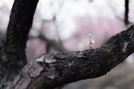 春天一支粉色梅花梦幻背景