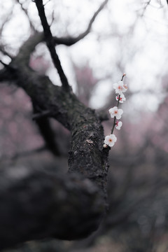 春天一支粉色梅花梦幻背景