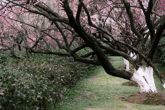 春天梅花林梅花山古林公园