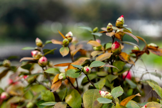 油茶树花苞