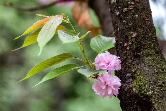 绿叶樱花