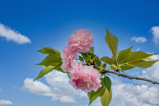 阳春三月樱花开了