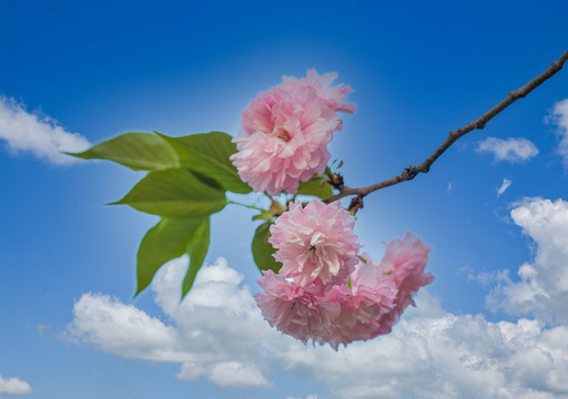 阳春三月樱花开了