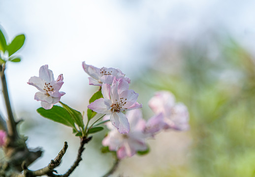 阳春三月樱花开了