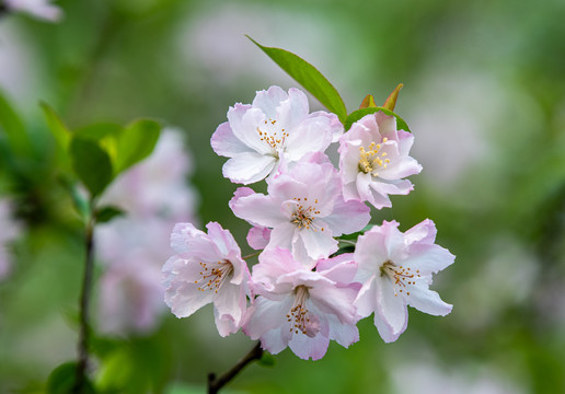 陽(yáng)春三月櫻花開(kāi)了