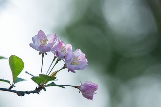 阳春三月樱花开了