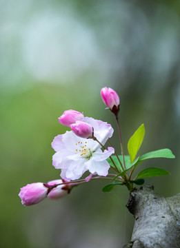 阳春三月樱花开了