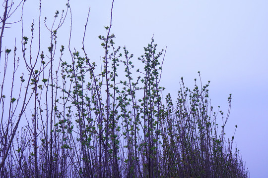 苹果树