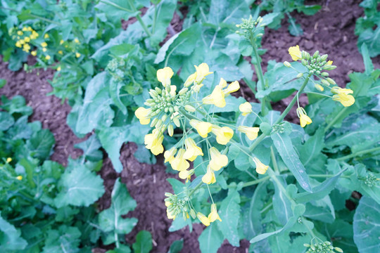 油菜花开