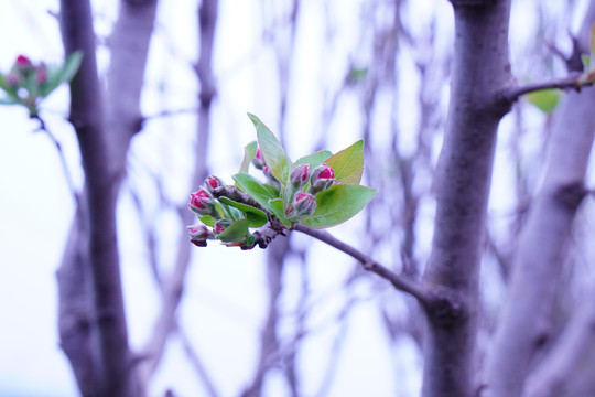 苹果树