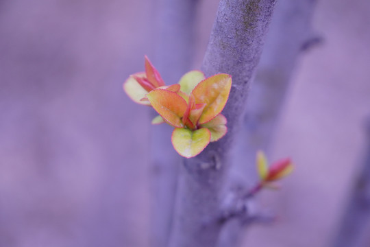 苹果树