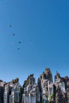 中国辽宁沈阳公园的假山和鸽子