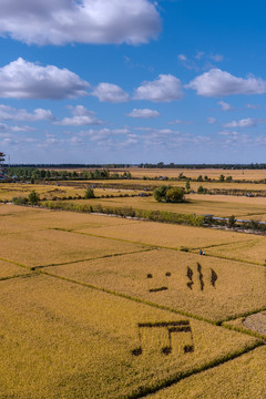 俯瞰秋天的稻田画