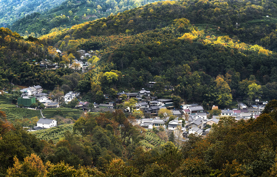 杭州龙井村