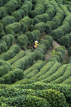 龙井采茶